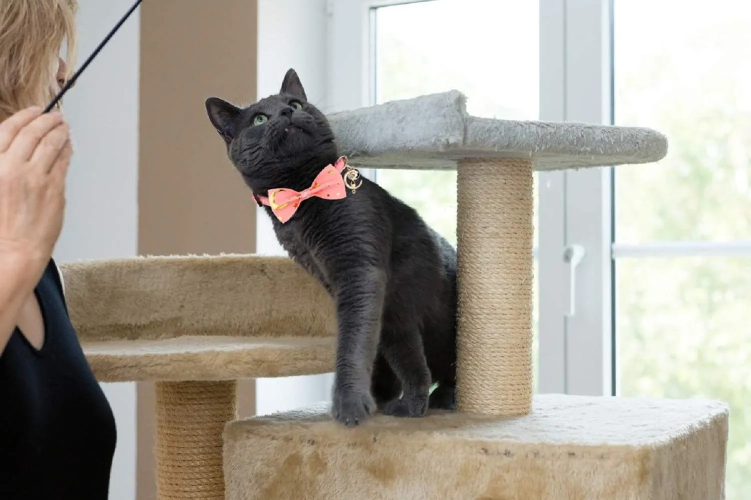 2 PCS Breakaway Cat Collar with Bow Tie and Bell