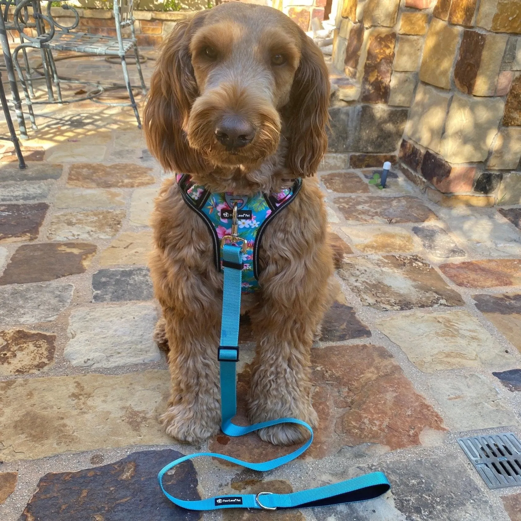 Adjustable Leash - Teal Blue