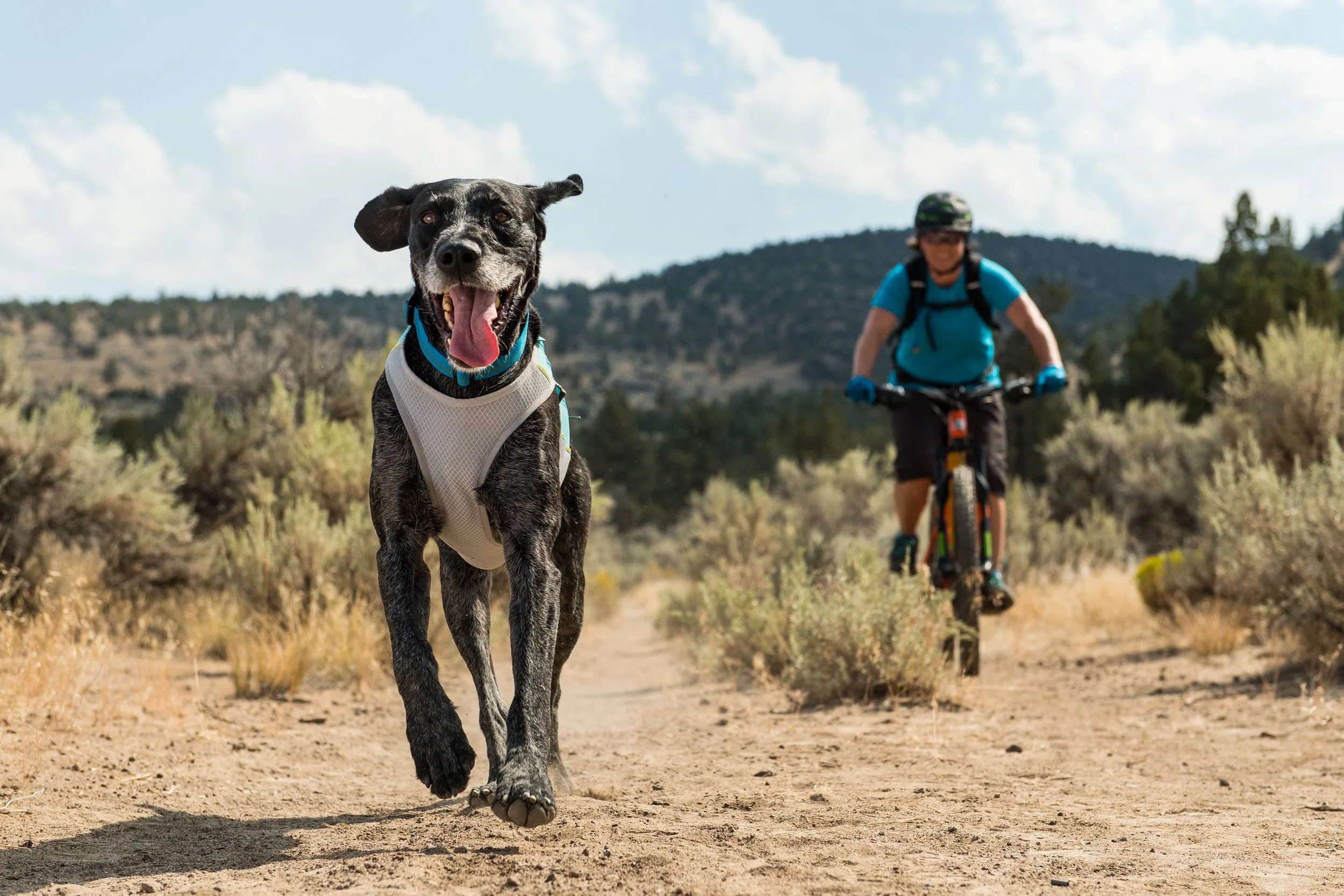 Jet Stream™ Dog Cooling Vest (Blue Lagoon)