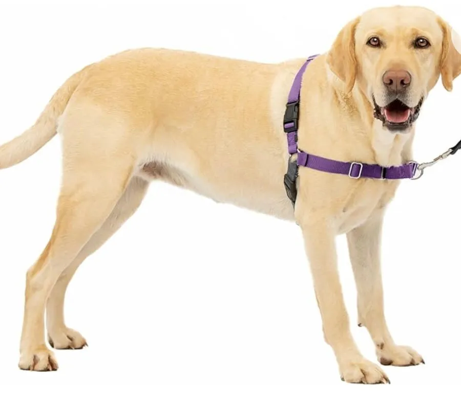 PETSAFE 3 IN 1 HARNESS (no leash included)